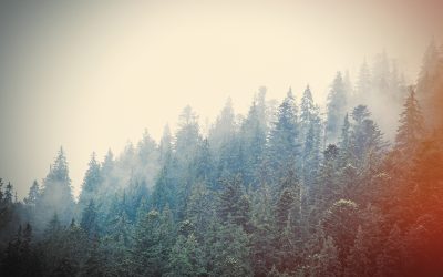 The Everlasting Importance of Evergreen Content Writing